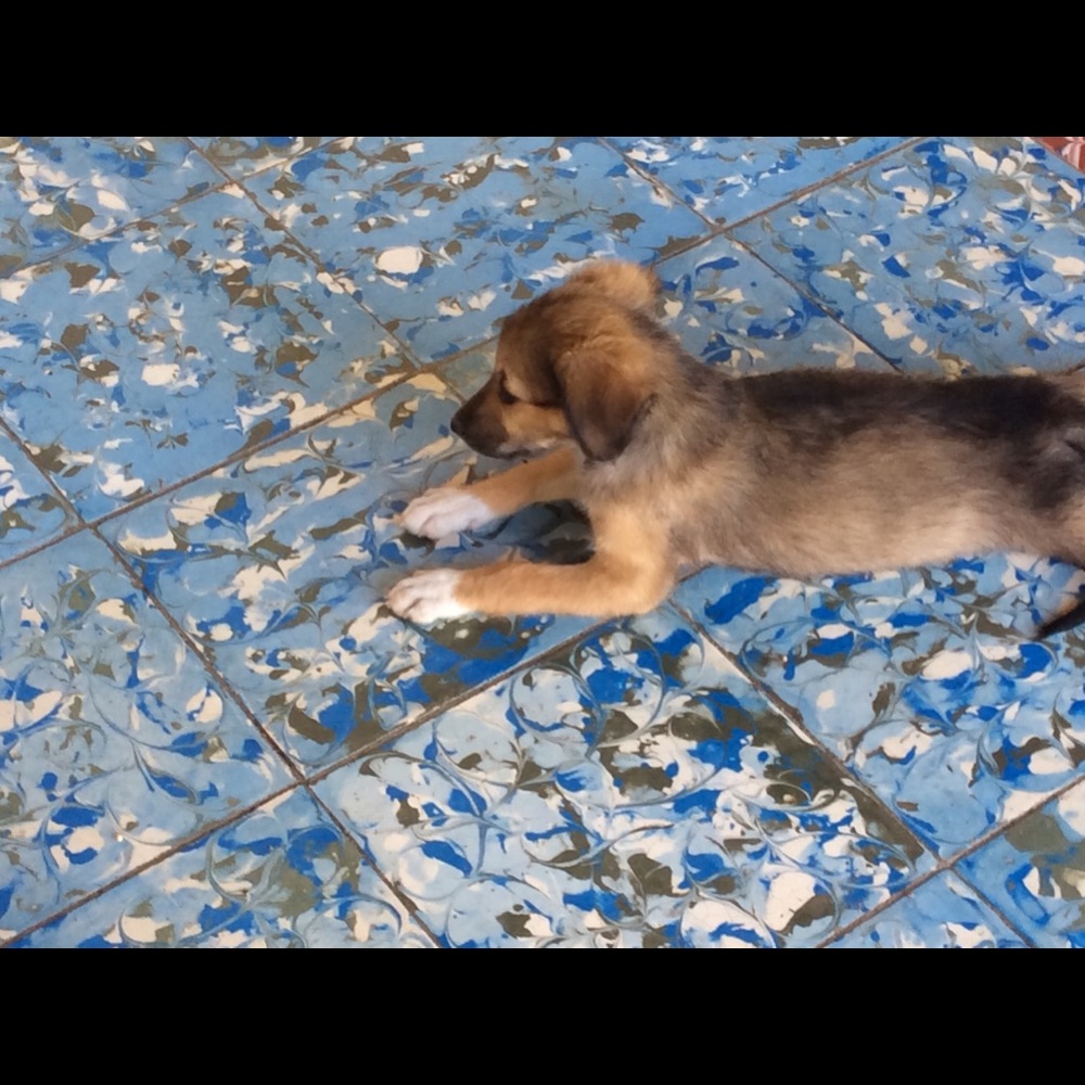 Meet your Posher, Kyara